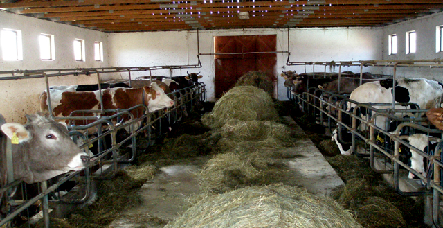 Detalj s farme obitelji Holjevac u Mušaluku/Snimio Marko Čuljat                                                                                                                                                                                           